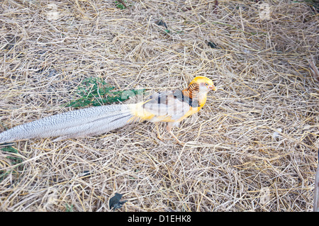 Golden Pheasant nel campo Foto Stock