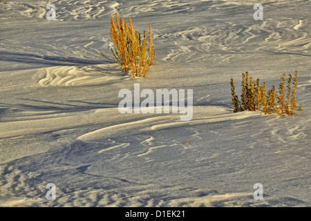 Vento-scolpita la neve sul Blacktail Plateau, il Parco Nazionale di Yellowstone, Wyoming USA Foto Stock