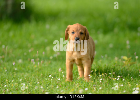 Brown mongrel puppy in Prato Foto Stock