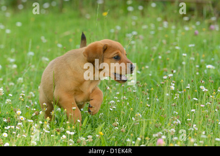 Brown mongrel puppy in Prato Foto Stock