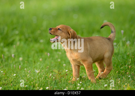 Brown mongrel puppy in Prato Foto Stock