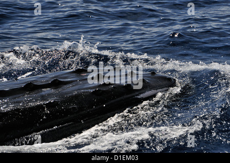 Balena maschio affiorante accanto a uno yacht da crociera, uno dei 4 (o più) maschio le balene che sono apparentemente in concorrenza per una femmina. Tonga Foto Stock