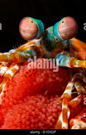 Canocchia Pavone (Odontodactylus scyllarus) con uova, Vitu isole, Bismark Mare, Papua Nuova Guinea, ripresa subacquea Foto Stock