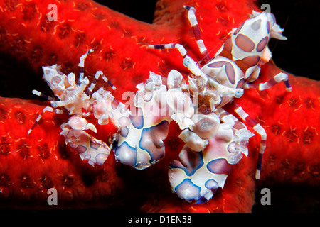 Due rosso gambero arlecchino (Hymenocera elegans) su red seastar, vicino a Padre barriere coralline, Bismark Mare, Papua Nuova Guineaunderwater shot Foto Stock