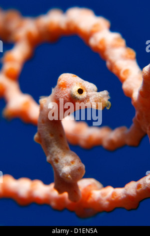 Di Denise cavalluccio marino pigmeo (Hippocampus denise) in un corallo, Papua Nuova Guinea, Bismark mare oceano Pacifico, ripresa subacquea Foto Stock