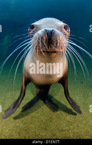 Il leone marino della California (Zalophus californianus), Zoo di Karlsruhe, Germania Foto Stock