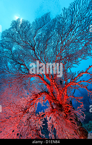 Annodato fan corallo (Melithaea ochracea), Kimbe Bay, Bismark Mare, Papua Nuova Guinea, ripresa subacquea Foto Stock