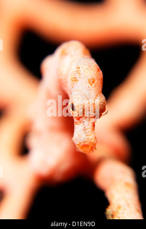 Di Denise cavalluccio marino pigmeo (Hippocampus denise) in corallo vicino Lissenung Island Kavieng Nuova Irlanda Papua Nuova Guinea Oceano Pacifico Foto Stock