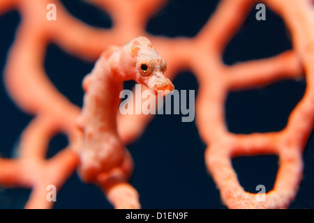 Di Denise cavalluccio marino pigmeo (Hippocampus denise) in corallo vicino Lissenung Island Kavieng Nuova Irlanda Papua Nuova Guinea Oceano Pacifico Foto Stock