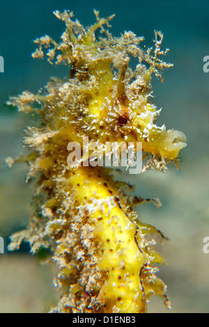 A lungo snouted seahorse (Hippocampus guttulatus), Gozo, Mare Mediterraneo, Malta, ripresa subacquea Foto Stock