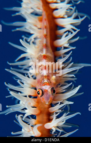 Frustino Coral ghiozzo (Bryaninops yongei) su un mare di corallo a frusta, Baa Atoll, Maldive, ripresa subacquea Foto Stock