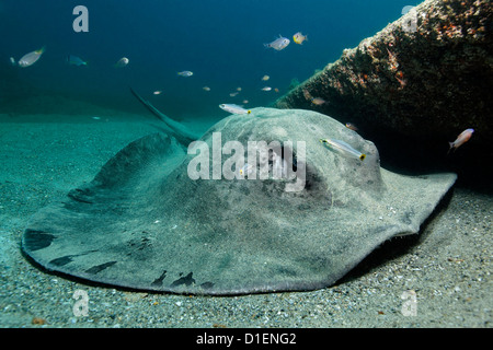 Spotted Raggi a fiocco (Taeniura meyeni), vicino al Hallaniyah isole, Mirbat, Oman, Oceano Indiano, ripresa subacquea Foto Stock