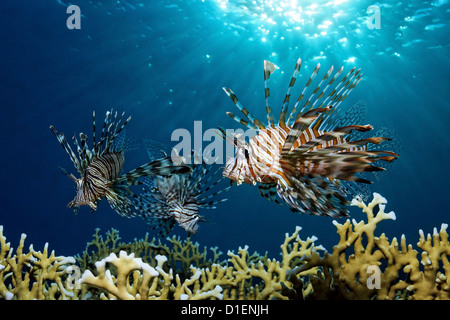 Tre leone rosso (pterois volitans) sul fuoco coralli, vicino a Marsa Alam, Egitto, Mar Rosso, ripresa subacquea Foto Stock