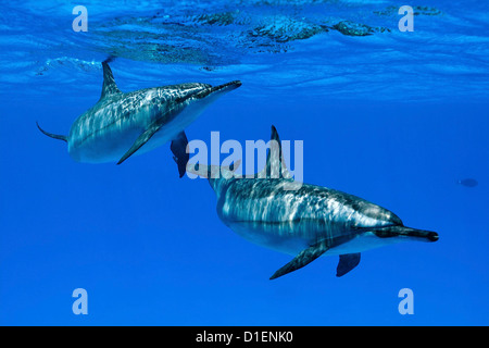 Due Spinner (delfini Stenella longirostris), Ras, Marsa Alam, Egitto, Mar Rosso, ripresa subacquea Foto Stock
