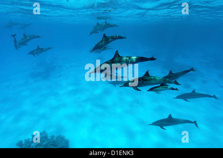 Gruppo di Spinner (delfini Stenella longirostris), Ras, Marsa Alam, Egitto, Mar Rosso, ripresa subacquea Foto Stock