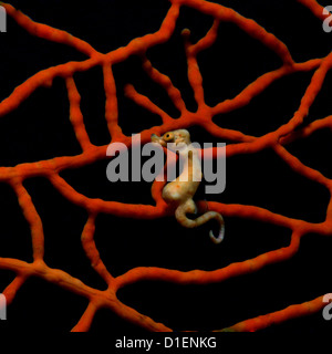 Di Denise cavalluccio marino pigmeo (Hippocampus denise) in un corallo, Cabilao Island, Bohol, Filippine, Oceano Pacifico, ripresa subacquea Foto Stock