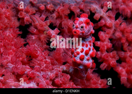 Cavalluccio marino pigmeo (Hippocampus bargibanti) in corallo rosso, Cabilao Island, Bohol, Filippine, Oceano Pacifico, ripresa subacquea Foto Stock