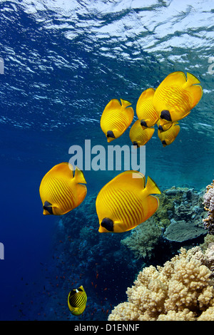 Scuola mascherata di pesci farfalla (Chaetodon semilarvatus), il fratello isole, Mar Rosso, Egitto, ripresa subacquea Foto Stock