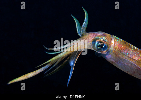 Reef Bigfin squid (Sepioteuthis lessoniana), Eilat, Israele, Mar Rosso, ripresa subacquea Foto Stock