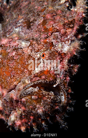 Commerson la Rana pescatrice (commersoni antennarius), Eilat, Israele, Mar Rosso, ripresa subacquea Foto Stock