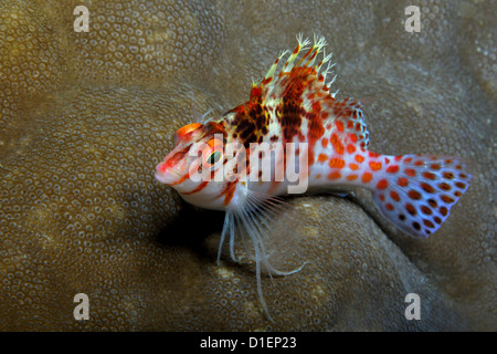 Longnose Hawkfish (Oxycirrhites typus) su un disco di corallo, vicino a Puerto Galera, Mindoro, Filippine, Oceano Pacifico, ripresa subacquea Foto Stock