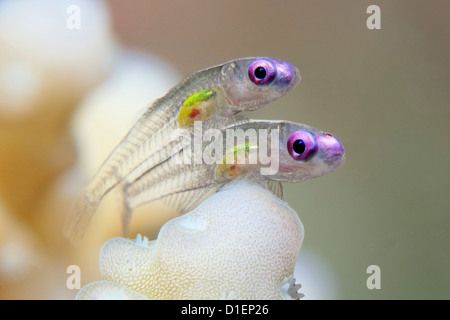 Due occhi viola dwarf ghiozzi (Bryaninops natans), Mar Rosso, Egitto, ripresa subacquea Foto Stock