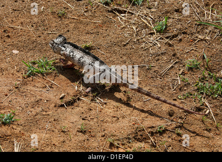 Oustalet o gigante malgascio camaleonte, Furcifer oustaleti, aka Chamaeleon oustaleti. Madagascar, Africa. Foto Stock