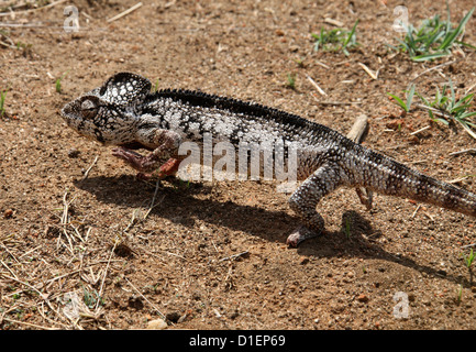 Oustalet o gigante malgascio camaleonte, Furcifer oustaleti, aka Chamaeleon oustaleti. Madagascar, Africa. Foto Stock