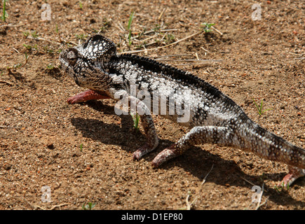 Oustalet o gigante malgascio camaleonte, Furcifer oustaleti, aka Chamaeleon oustaleti. Madagascar, Africa. Foto Stock