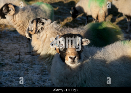 Pecore da riproduzione  Swaledale gregge di ovini   Close-up del gregge di pecore in Hawes , Cumbria, Regno Unito Foto Stock