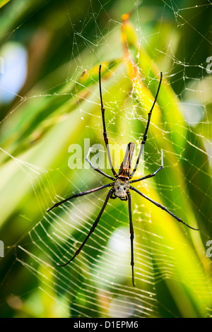 Femmina di golden web spider con maschio piccolo sulla schiena (Nephila pilipes), Bali, Indonesia. Foto Stock