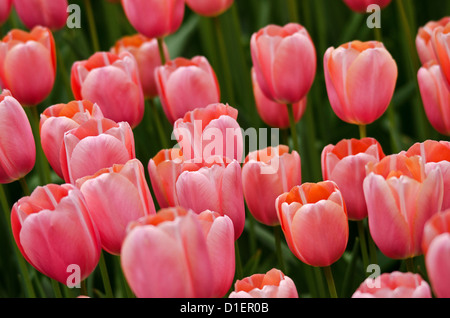 Tulipani rosa su un campo Foto Stock