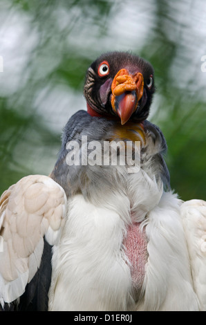 King Vulture (Sarcoramphus papa) Foto Stock