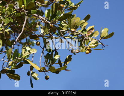 Tapia, Uapaca bojeri, Phyllanthaceae (Euphorbiaceae). Ranohira, Isalo National Park, Madagascar, Africa. Foto Stock