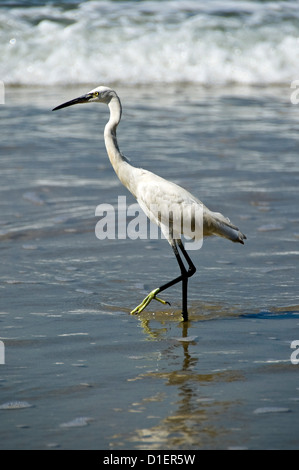 Verticale fino in prossimità di una Garzetta uccello stalking pescare in acque poco profonde sulla spiaggia di Varkala, Kerala. Foto Stock