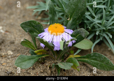 Unione Michaelmas Daisy (Aster amellus), close-up Foto Stock