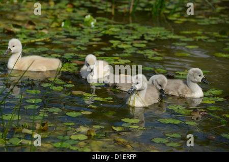 Gruppo di Cigno pulcini (Cygnus olor) galleggiante sull'acqua Foto Stock