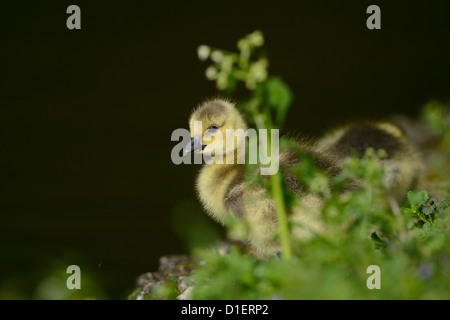 Canada Goose pulcino (Branta canadensis) sul prato Foto Stock