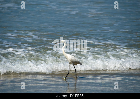 Chiudere orizzontale di una Garzetta uccello stalking pescare in acque poco profonde sulla spiaggia di Varkala, Kerala. Foto Stock