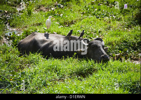 Chiudere orizzontale di un bufalo indiano di acqua con mynah uccelli e una garzetta seduta sul suo dorso guadare attraverso acqua in Kerala. Foto Stock