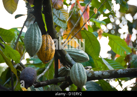 Chiudere orizzontale di fave di cacao, appeso a un albero di cacao (Theobroma cacao) in India Foto Stock