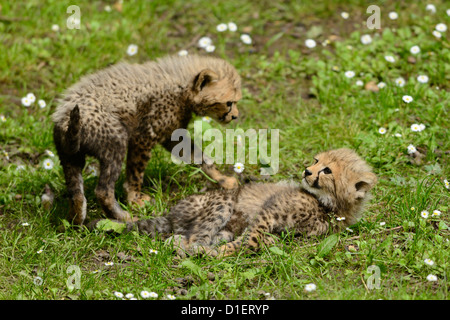 Due giovani ghepardi (Acinonyx jubatus) sul prato Foto Stock