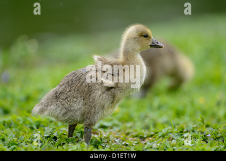 Graylag pulcino di oca (Anser anser) sul prato Foto Stock