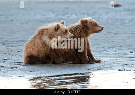 Orso bruno lupetti sulla piana di marea; il Parco Nazionale del Lago Clark, AK Foto Stock