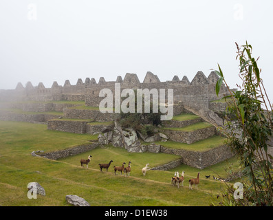 Viste la mattina del Machu Picchu come la nebbia scompare dalla montagna con llama Foto Stock