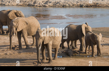 Branco di elefanti dal litorale del Uaso Nyiro, bere da fori hanno scavato Foto Stock