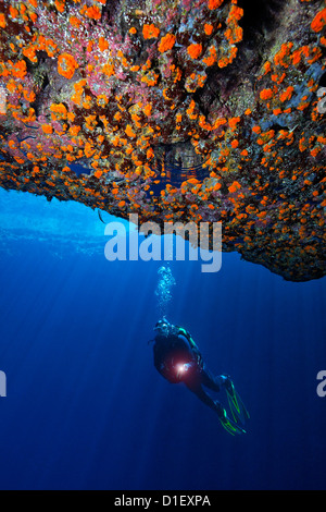 Sub alla Grotta Azzurra, Mare Mediterraneo vicino a Gozo, Malta, ripresa subacquea Foto Stock