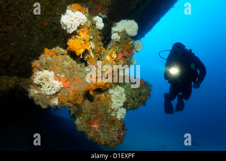 Diver al relitto del Karwela, Mare Mediterraneo vicino a Gozo, Malta, ripresa subacquea Foto Stock