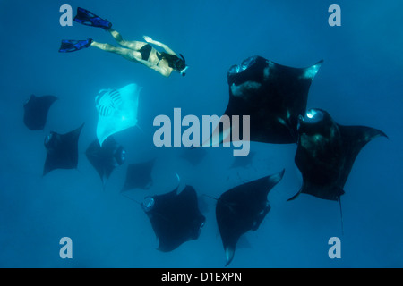 Donna con gruppo di reef mantas (Manta alfredi), Baa Atoll, Maldive, Oceano Indiano, ripresa subacquea Foto Stock