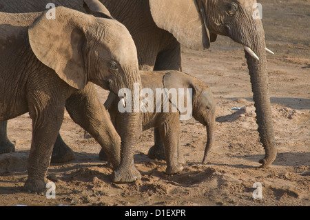 Gli elefanti e il bambino dal litorale del Uaso Nyiro, bere da fori hanno scavato Foto Stock